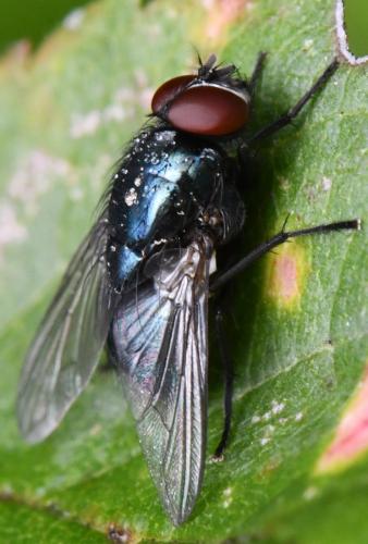 Réf. 311 378 : Eudasyphora cyanicolor